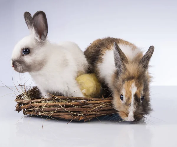 Påsk-kyckling och kanin på våren — Stockfoto