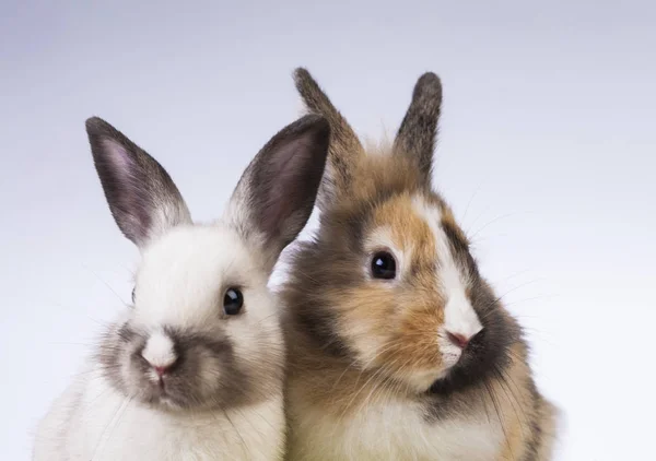 春のイースターのウサギ — ストック写真