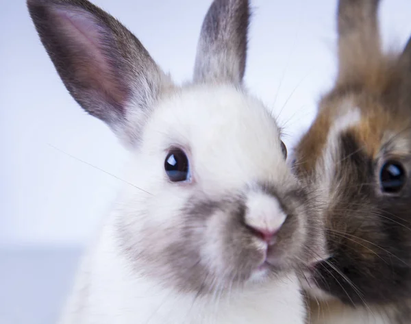 Coniglio di Pasqua nel periodo primaverile — Foto Stock