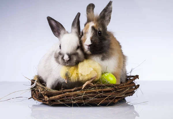 Osterhuhn und Hase im Frühling — Stockfoto