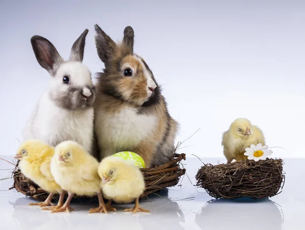 复活节鸡和兔子在春天时间 — 图库照片
