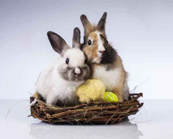 PaaS kip en konijn in de de lentetijd — Stockfoto