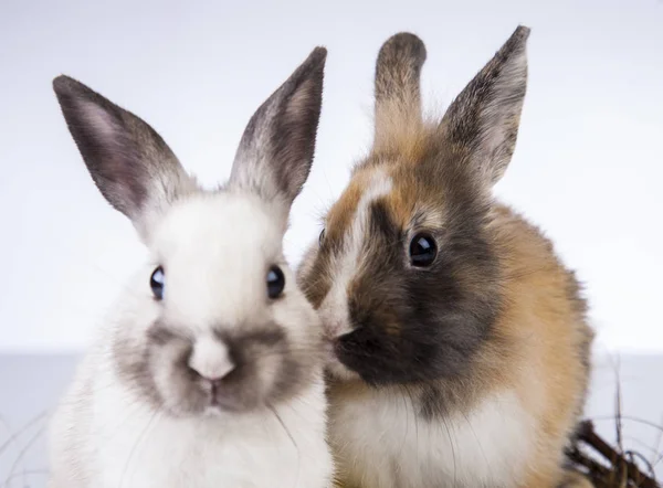 Coniglio di Pasqua nel periodo primaverile — Foto Stock