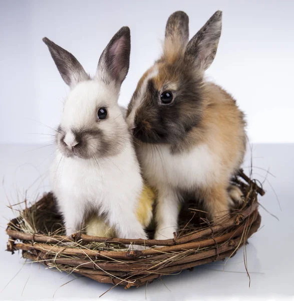 Påsk-kyckling och kanin på våren — Stockfoto