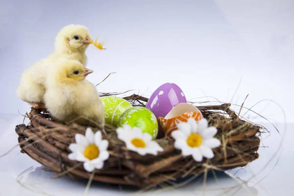 Pequeno frango de Páscoa no tempo de primavera — Fotografia de Stock