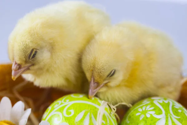 Easter little chicken — Stock Photo, Image