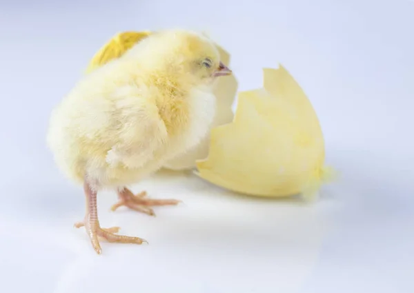 Petit poulet de Pâques — Photo