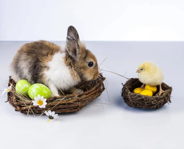 Easter chicken and rabbit — Stock Photo, Image