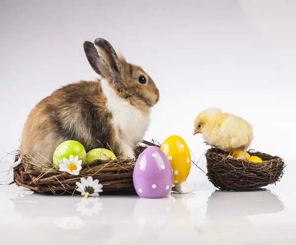 复活节鸡和兔子 — 图库照片