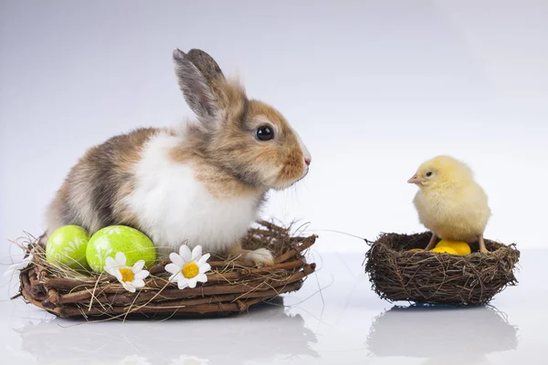 Easter chicken and rabbit — Stock Photo, Image