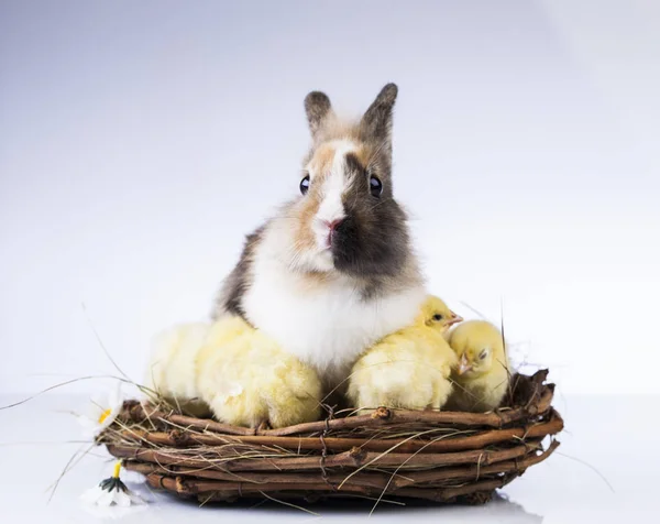 Easter chicken and rabbit — Stock Photo, Image