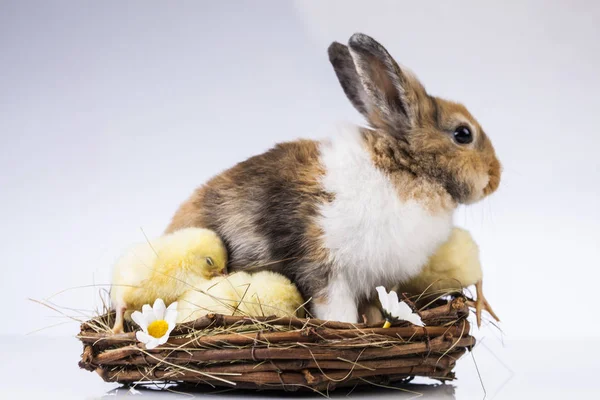 イースターの鶏とウサギ — ストック写真