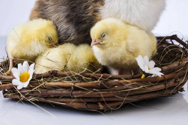 Pollito de Pascua — Foto de Stock