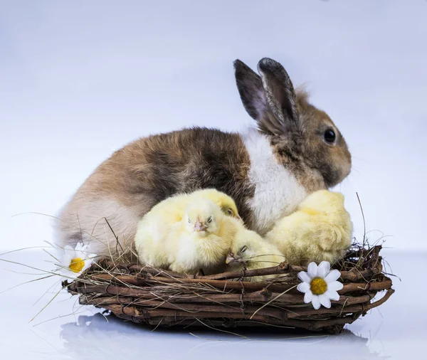 Poulet et lapin de Pâques — Photo