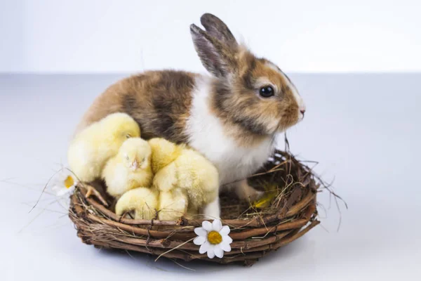 复活节鸡和兔子 — 图库照片