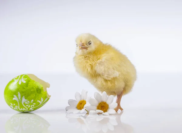 Petit poulet de Pâques — Photo