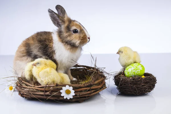 Easter chicken and rabbit — Stock Photo, Image