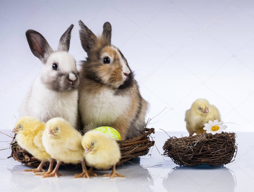 Easter chicken and rabbit in the spring time