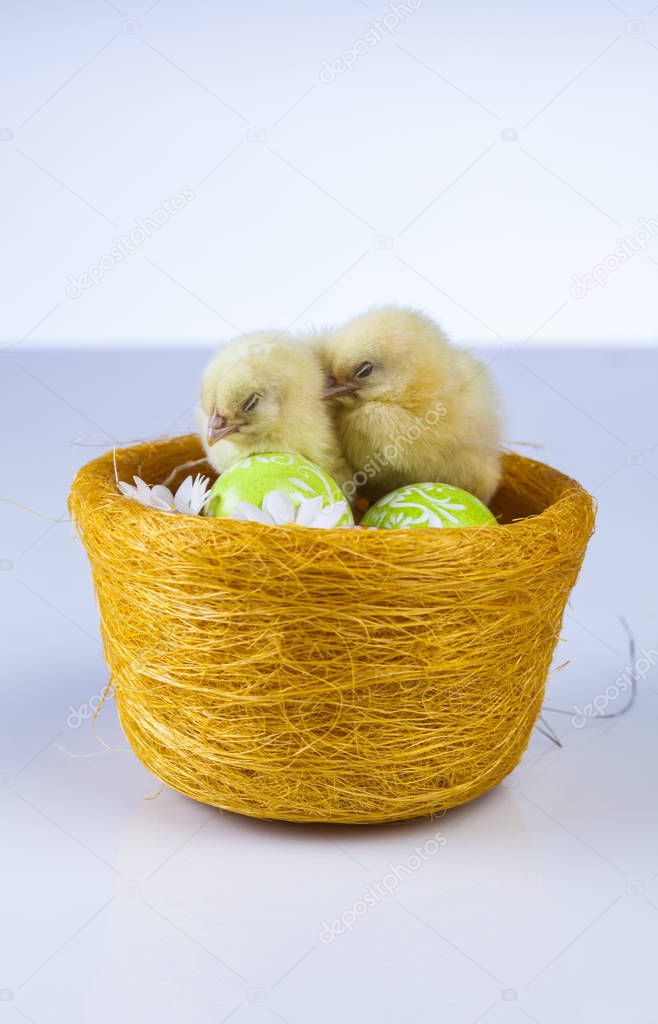 Easter little chicken