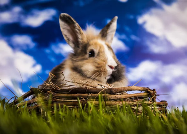 Pasen konijn in de de lentetijd — Stockfoto