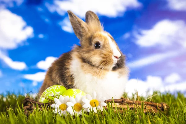 Påsk kanin på våren — Stockfoto