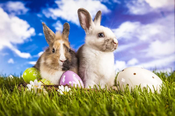 Lapin de Pâques au printemps — Photo