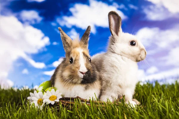 Conejo de Pascua en primavera —  Fotos de Stock