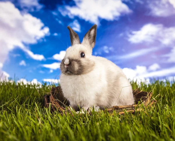 春のイースターのウサギ — ストック写真