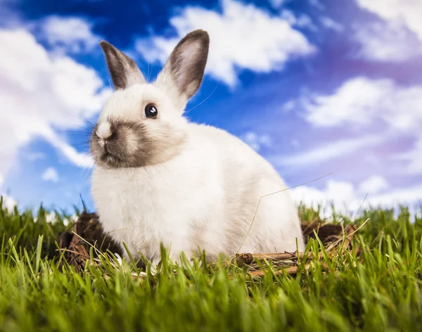 Pasen konijn in de de lentetijd — Stockfoto