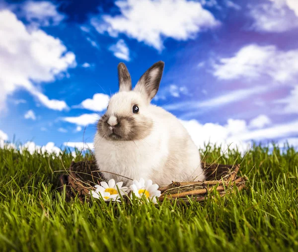 Påsk kanin på våren — Stockfoto