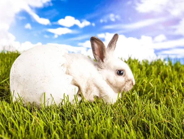 Påsk kanin på våren — Stockfoto