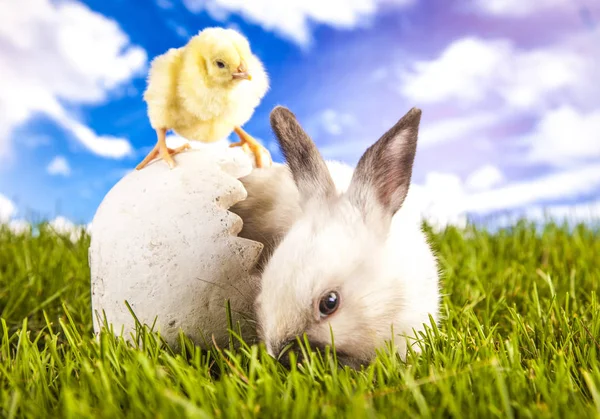 Pollo de Pascua y conejo en la hierba — Foto de Stock