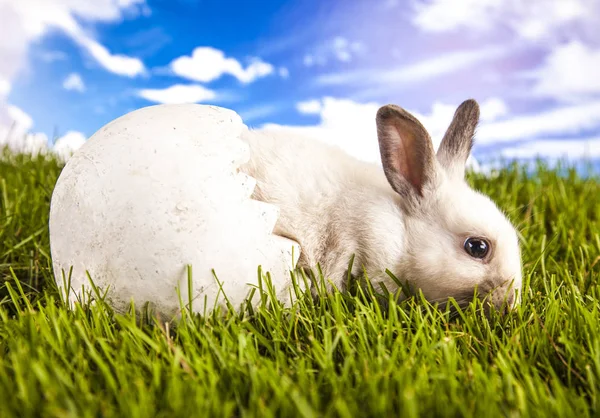 Pasen konijn in de de lentetijd — Stockfoto