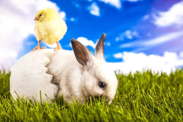 Frango de Páscoa e coelho na grama — Fotografia de Stock