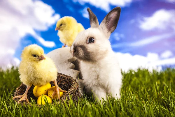 Easter chicken and rabbit on the grass — Stock Photo, Image