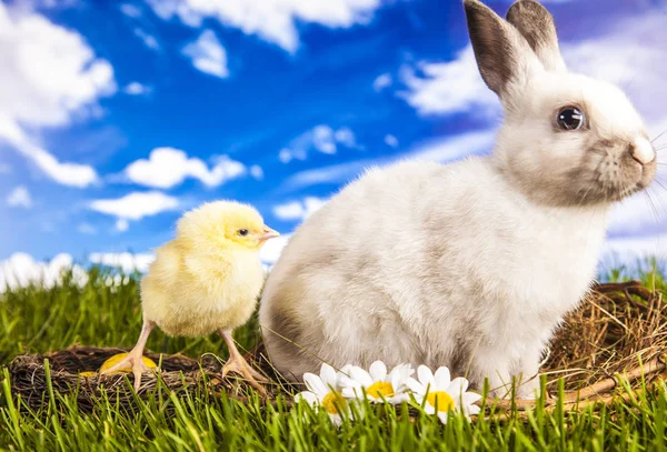 Pollo de Pascua y conejo en primavera — Foto de Stock