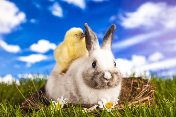 Pollo de Pascua y conejo en primavera — Foto de Stock