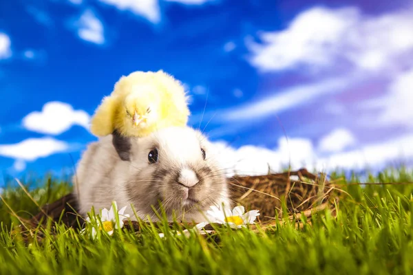 Poulet et lapin de Pâques au printemps — Photo