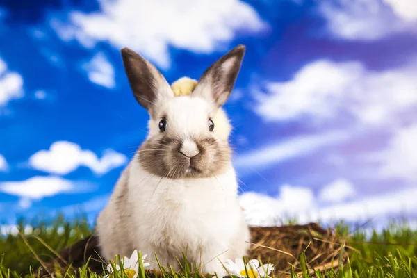Pollo de Pascua y conejo en primavera —  Fotos de Stock