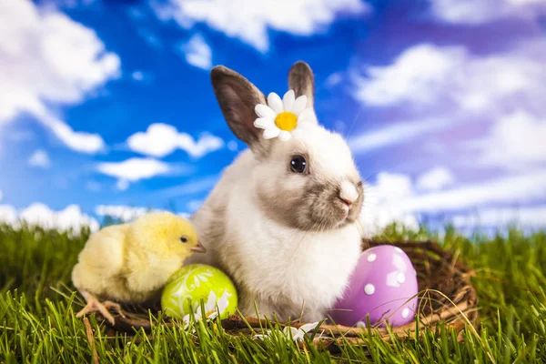 PaaS kip en konijn in de de lentetijd — Stockfoto