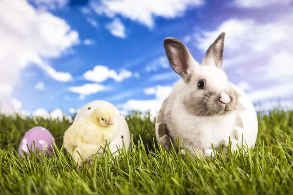 Easter chicken and rabbit in the spring time — Stock Photo, Image