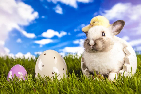 Poulet et lapin de Pâques au printemps — Photo