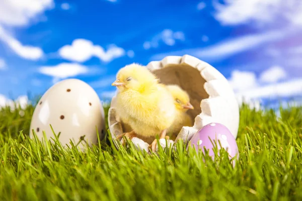 Pequeno frango de Páscoa no tempo de primavera — Fotografia de Stock