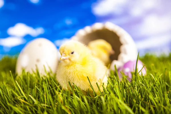 Easter little chicken in the spring time — Stock Photo, Image