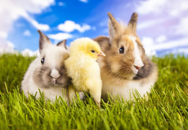 Osterhuhn und Hase im Frühling — Stockfoto