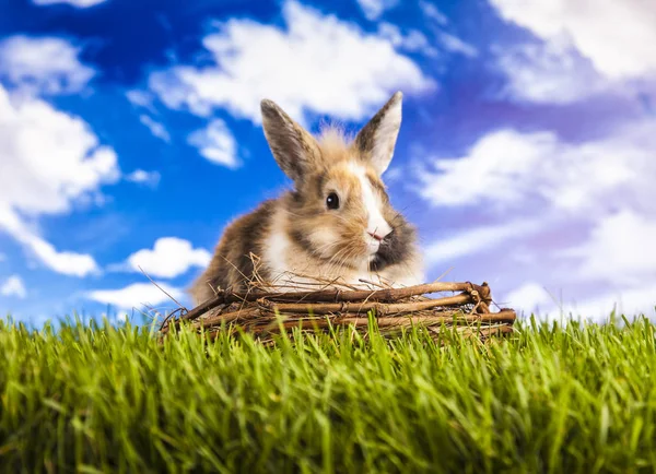 Pasen konijn in de de lentetijd — Stockfoto