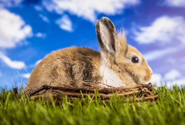 Pasen konijn in de de lentetijd — Stockfoto