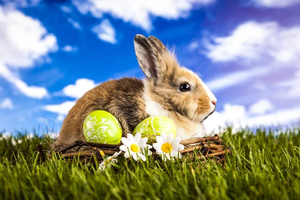 Lapin de Pâques au printemps — Photo