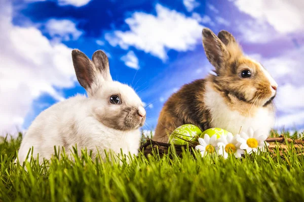 Пасхальный кролик в весеннее время — стоковое фото