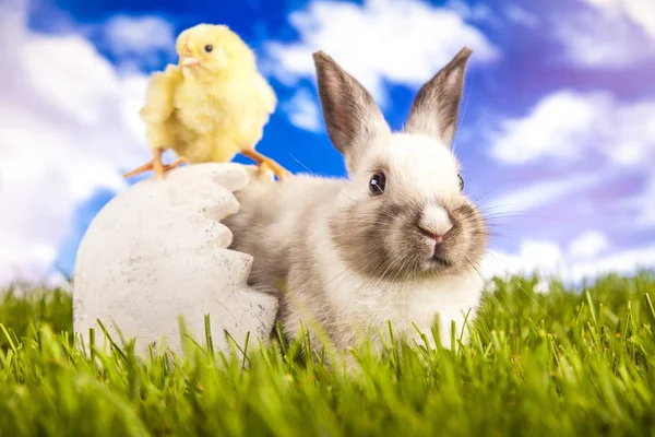 Easter chicken and rabbit in the spring time — Stock Photo, Image